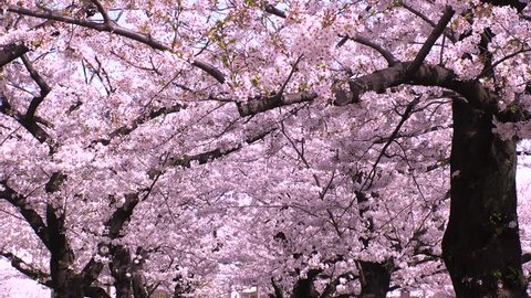 UENO,  TOKYO,  JAPAN - CIRCA MARCH 2018 : SAKURA (Cherry blossom) in UENO PARK.