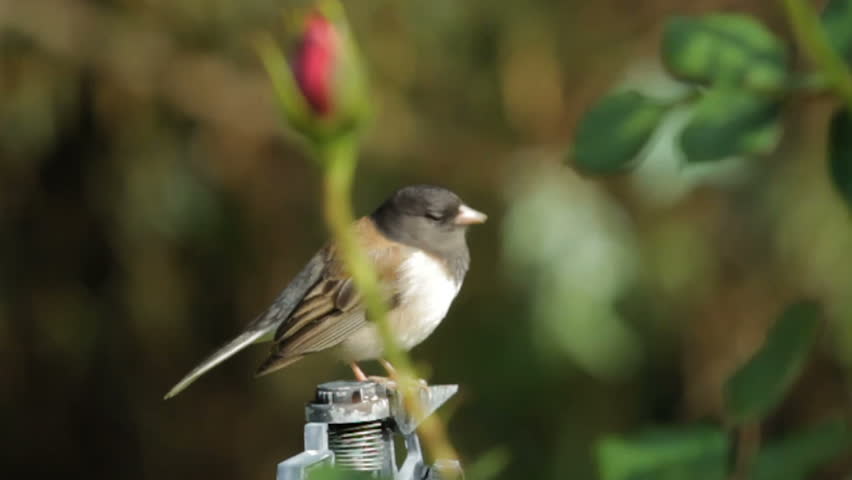 Dark-Eyed Junco perched on a lawn sprinkles