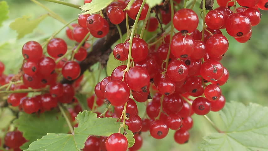 Bunch of Ripe Red Currant in a Frame of Green Leaves