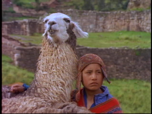 PERU, 1998, The Andes, boy with llama, medium close up, sad face