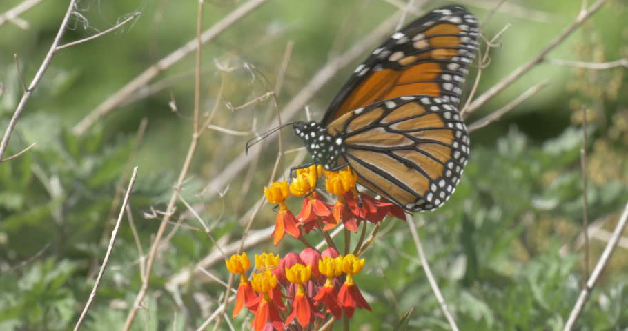 Monarch Butterfly on flower 