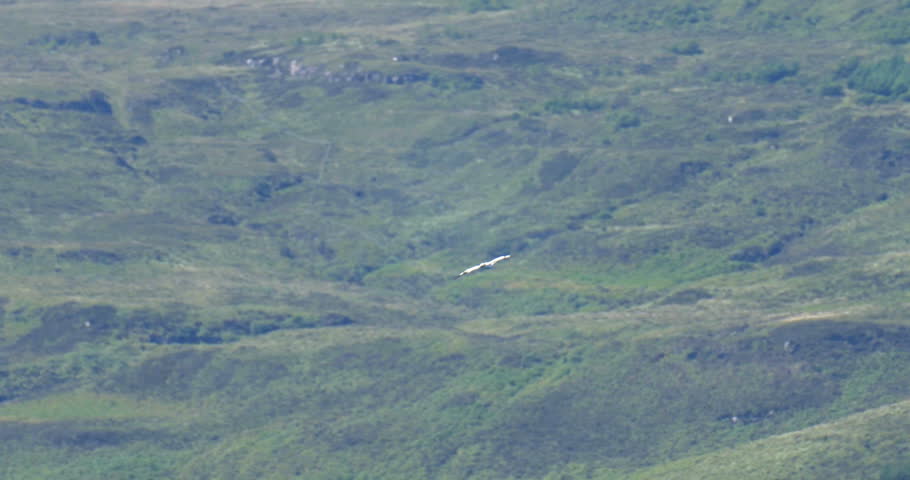 Gannet Flying over Loch, Isle of Skye, Scotland