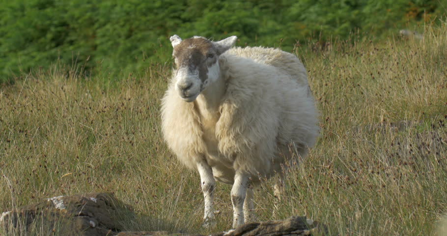 Sheep on rock in pasture, Isle of Skye, Scotland