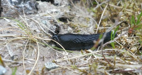 Black Slug, moving in vegetation, Bla Bheinn,  Isle of Skye, Scotland