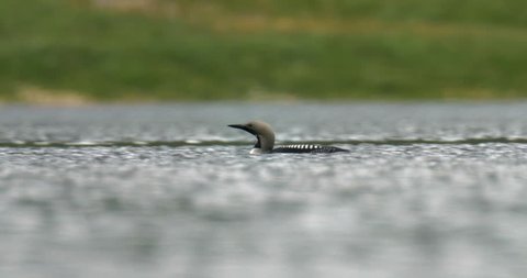 Northern Diver, low angle shot, swimming, Loch Hourn, landscape, Scotland 库存视频