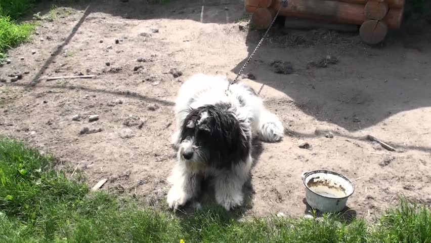 Dog sitting in the booth. Homeless animals in the care of humans. A stray dog wags its tail. Animal care and mercy 