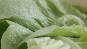 Tilting over Lactuca sativa lettuce 4K video