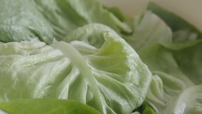 Slow pan on Lactuca sativa lettuce leaves close-up 4K video