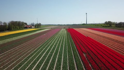 Aerial of beautiful colored tulip fields in the Netherlands, Flevopolder, in spring 