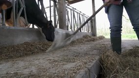 Stockbreeder feeding cows