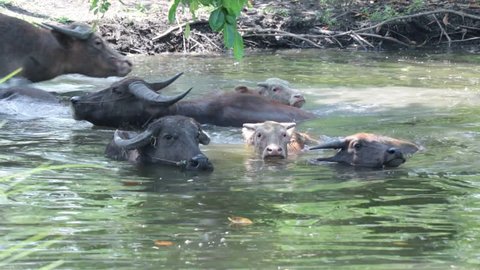 Flocks of buffaloes playing water to cool off in the canal, Thailand.