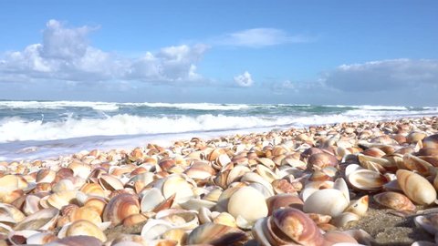 wave rolls over the shore with seashells