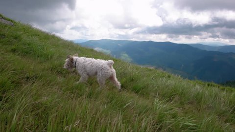 Young people with gogs Fox terrier hiking in mountains, travel, fitness or adventure concept outdoors in nature filmed with steadicam: stockvideo