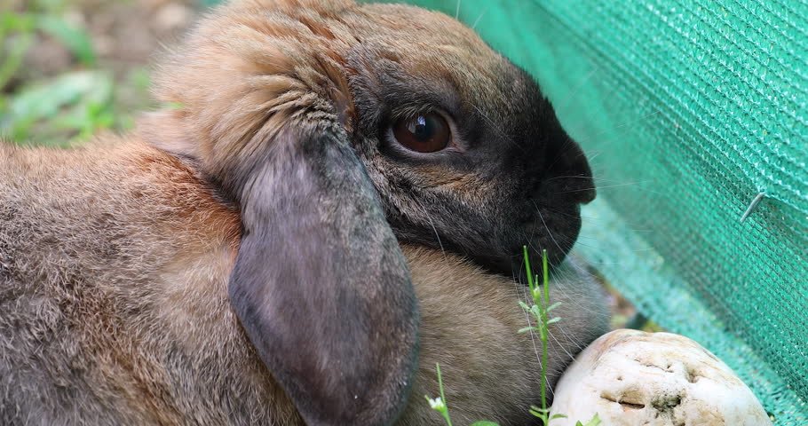 Beachside bunnies. Side view Bunny.