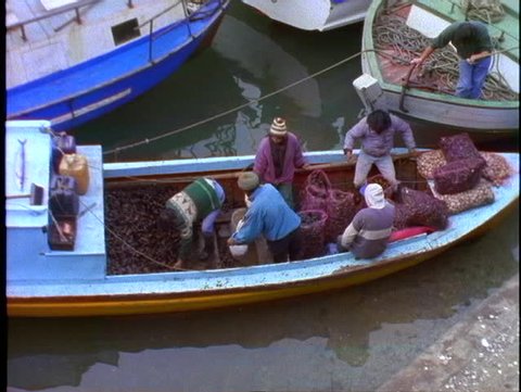 CHILE, 1998, Puerto Varas, fishermen unloading mussels, wide shot