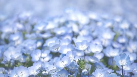 Slow motion flower and wind- Closeup of the Nemophila Flowers or Baby Blue Eye Flowers at the Hitachi Seaside Park in  Ibaraki, Japan. 