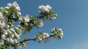 Apple blossom in Germany 