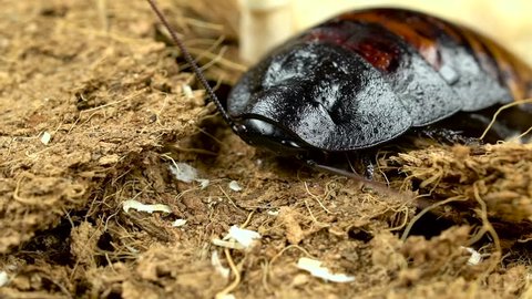 Madagascar cockroach sits in pressed wood. Close up. Slow motion
