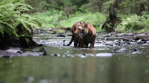 Young Siberian tiger jumps from a creek to shore and runs into the forest.