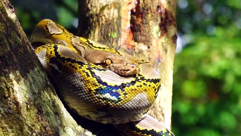 Beautiful close up of Phyton snake rest on the tree.
