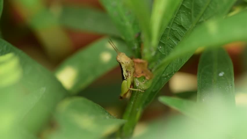  Larger rice grasshopper (  Hieroglyphus spp. ) in garden.