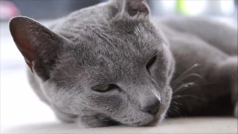 Sleeping russian blue cat