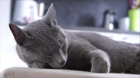 Sleeping russian blue cat