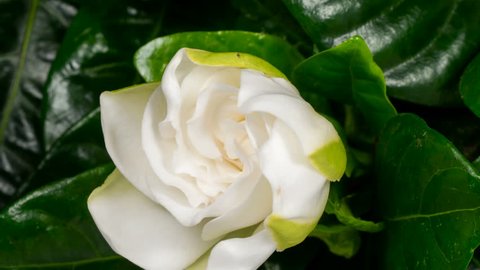 White flower opening time lapse. Gardenia Jasminoides or Cape Jasmine flower blooming on black background