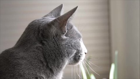 Russian Blue cat listening and watch out 