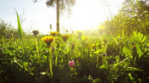 Timelapse of flowers/Dandelions bloom in the spring morning during the beautiful sunrise. Flowers unravel into full bloom in the early morning