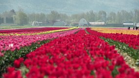 Colorful Tulips in the Field 4K UHD. A field of tulips in the sunshine. 4K. UHD.
