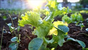 Hand held close up video of lettuce in a vegetable farm
