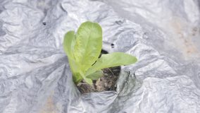Slow motion footage of Lactuca sativa lettuce