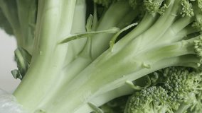 Healthy Brassica oleracea broccoli floret 4K slow tilt video