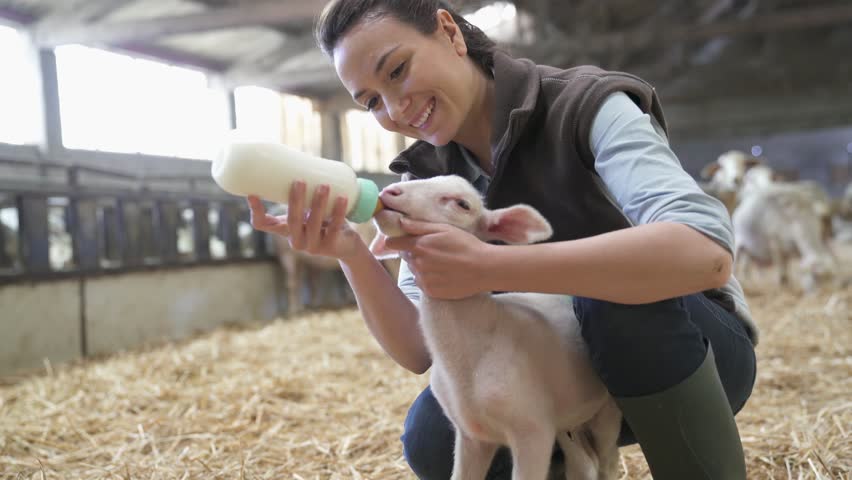 Breeder woman feeding lamb with baby bottle Royalty-Free Stock Footage #1010323256