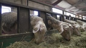Sheeps in sheepfold eating hay