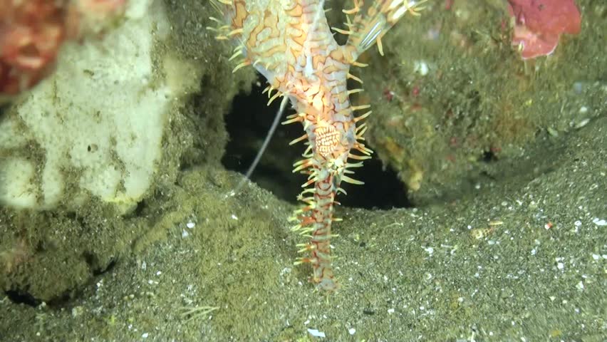 Pregnant Ornate Ghost Pipefish With Eggs Visible - Philippines