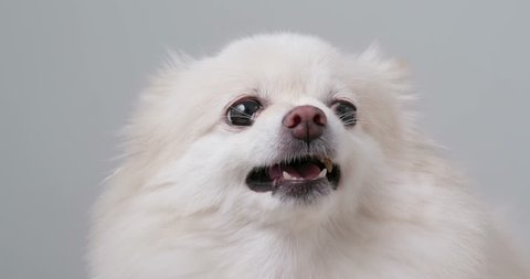 Angry Pomeranian Dog Barking Video De Stock Totalmente Libre De Regalias 1010257073 Shutterstock