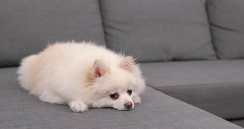 White pomeranian dog sleeping on sofa