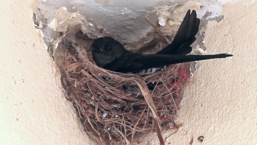 A barn swallow (Hirundo rustica) resting in the mud nests.Mud nests are constructed by both males and females.