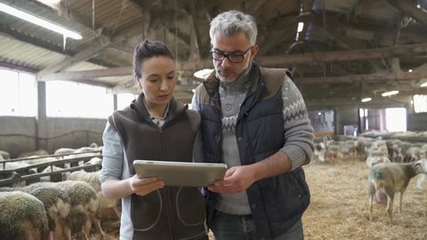 Sheep breeder with veterinary in shed using digital tablet