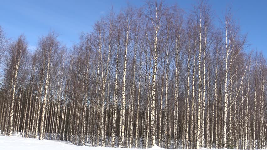 Lot of leafless birch trees standing in the white snow drift blue clear sky behing the birch forest silence and desolation of nature winter sun shining 