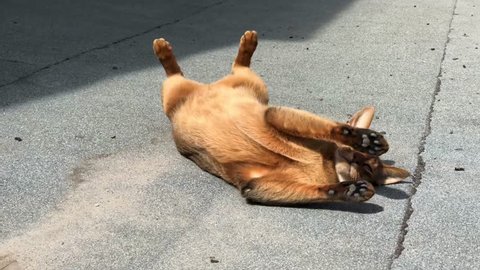 Funny cat relaxing and stretching outdoors on the roof under sun rays