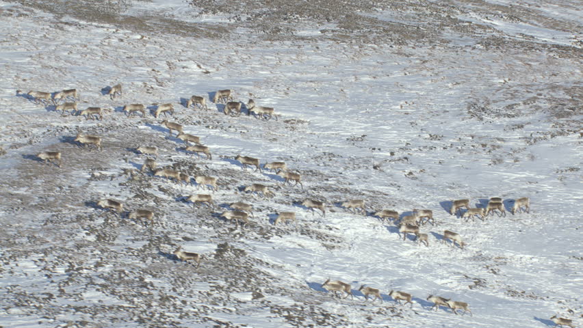 Aerial view of wild Deer herd roaming free looking for food and feeding snowy Wilderness tundra Alaska USA