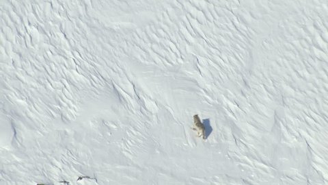 Aerial view of wild Grey Yukon Wolf hunting for food snowy tundra mountain Wilderness of Alaska USA