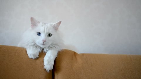 White Angora cat with multi-colored eyes is lying on the couch. Second plan
