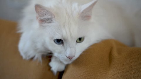 White Angora cat with multi-colored eyes is lying on the couch.