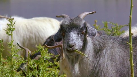 Close-up of Changthangi or Pashmina goat eating green plants or chewing herbs at Himalayan highlands. Portrait of grazing herbivorous domestic animal. Livestock husbandry in Himalayas. Ladakh, India