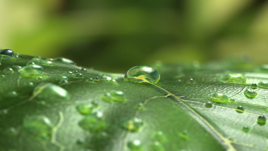 Water Drop Flows Down on a Leaf, Beautiful realistic 3d animation. 4K | Shutterstock HD Video #1010344019