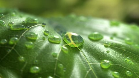 Water Drop Flows Down on a Leaf, Beautiful realistic 3d animation. 4K